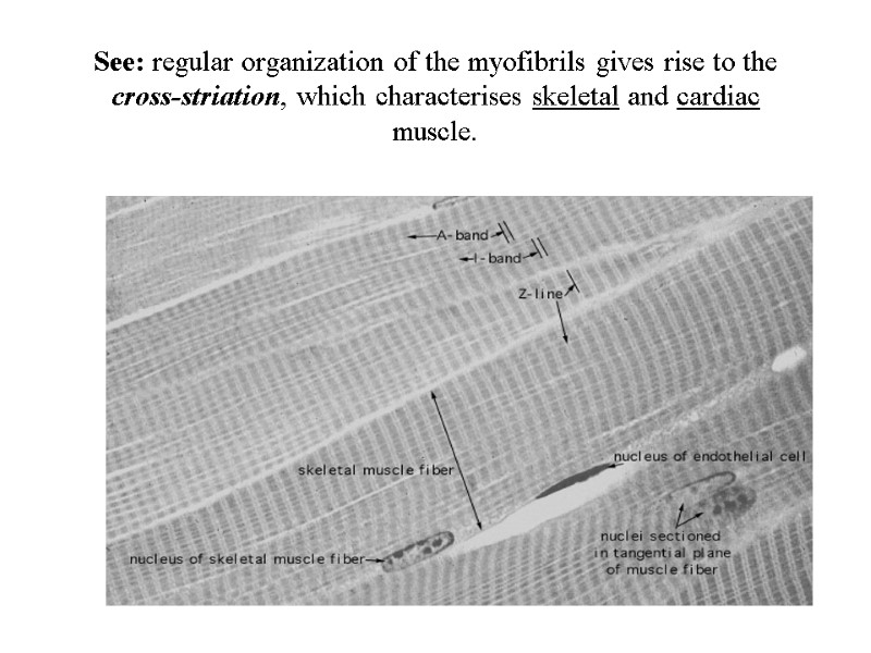 See: regular organization of the myofibrils gives rise to the cross-striation, which characterises skeletal